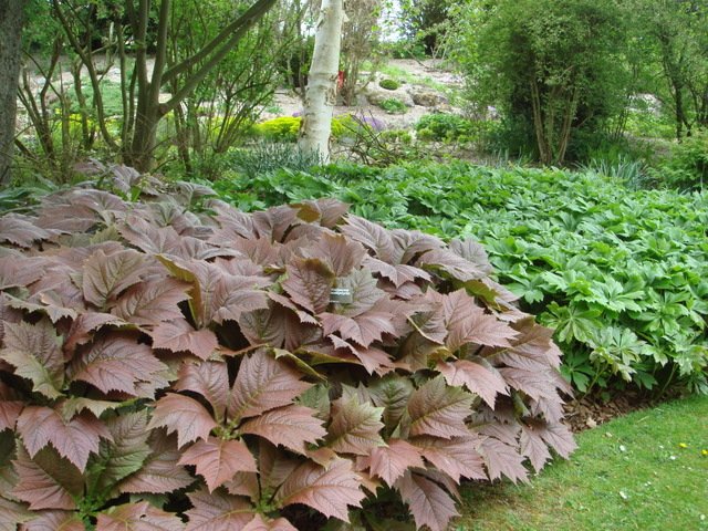 Rodgersia podophylla